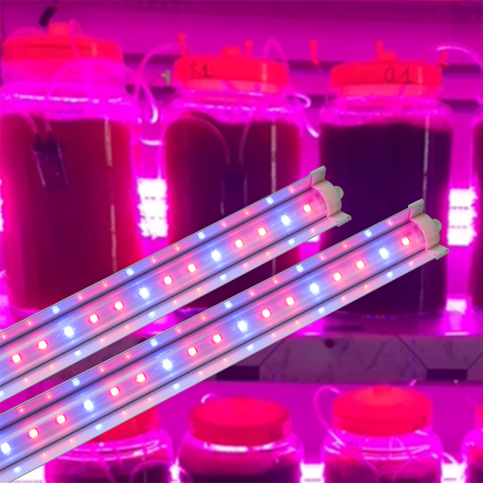 Đèn LED chuyên dụng trồng tảo 1,2m