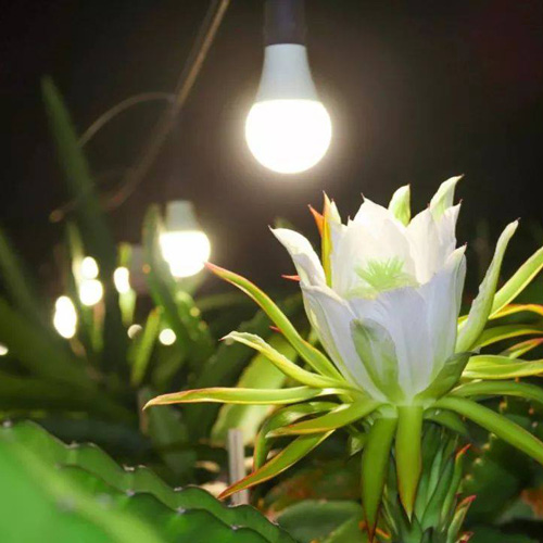 Đèn trồng cây Thanh Long