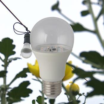 LED Búp chuyên dụng cho hoa cúc 6W LED HC A60/6W WR
