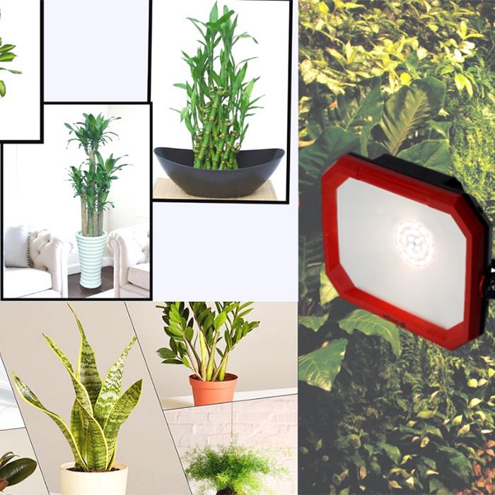 Đèn LED trồng cây trong nhà 50W