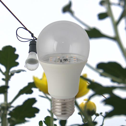 LED Búp chuyên dụng cho hoa cúc