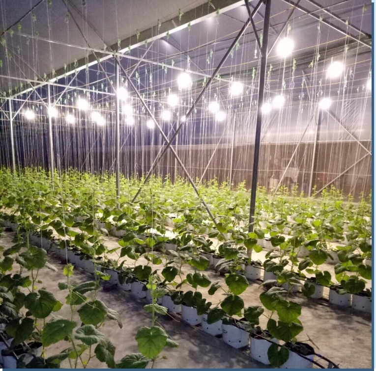 Chiếu sáng bổ sung cho cây dưa lưới