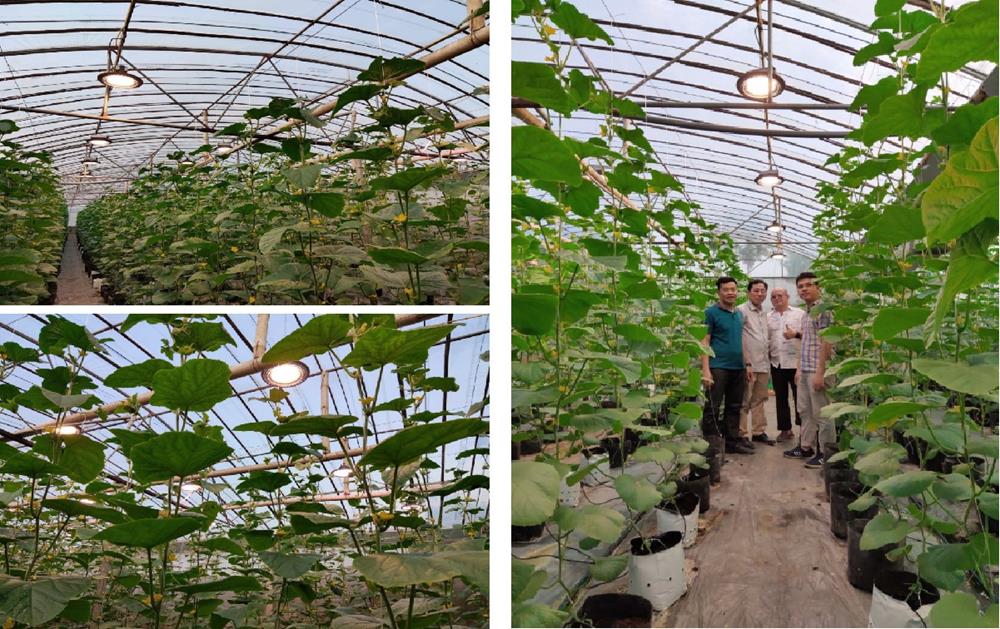 Mô hình kết hợp với Trung tâm ứng dụng và Khảo nghiệm giống Hải Dương