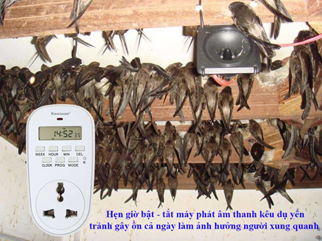 Hẹn giờ bật - tắt loa kêu dụ yến tránh gây ồn cả ngày